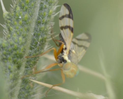 Urophora stylata